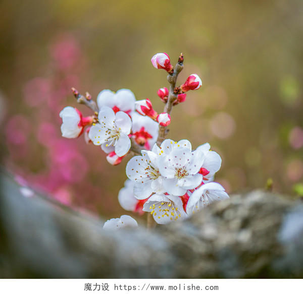 一簇盛开的白色春梅花和灰黑色树干与红色花蕾